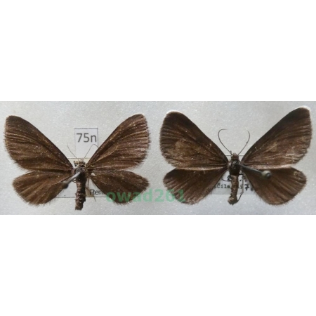 Odezia atrata (Linnaeus, 1758) pair Czech75n